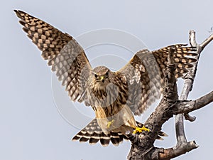 Small Adult Female Merlin