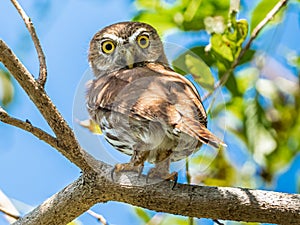 Small Adult Ferruginous Pygmy Owl photo