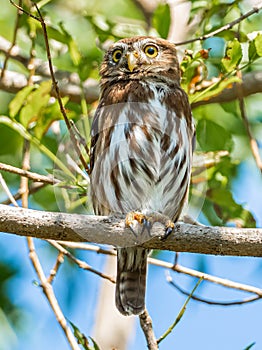 Small Adult Ferruginous Pygmy Owl photo
