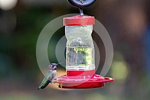 small adult humming bird drinking from a bird feeder