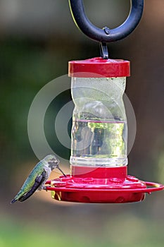 small adult humming bird drinking from a bird feeder