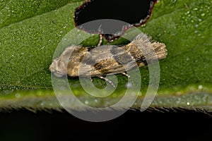 Small Adult Moth photo