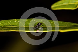 Small Adult Nematoceran Fly