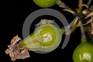 Small Adult Nematoceran Fly