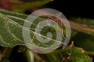 Small Adult Nematoceran Fly