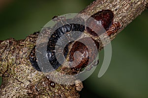 Small Adult Rover Ant  and Scale Insects