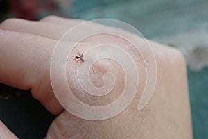 A small Aedes mosquito on the back of the hand. mosquito s of dengue fever.