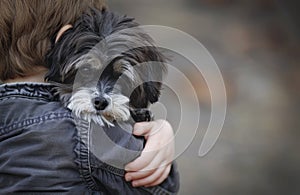 A small, affectionate black and white dog rests securely in the arms of its owner.