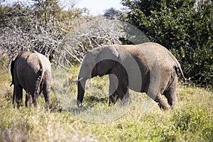 Small African elephants learning to live in the wildlife of the African savannah of the Kruger National Park in South Africa