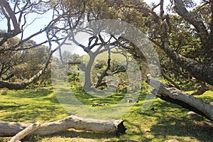 A small african forest outside Hole in the wall along the Wild Coast in South Africa, african holiday travel background