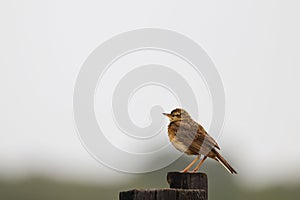 African Grassveld Pipit On Post After Summer Rain Anthus cinnamomeus photo