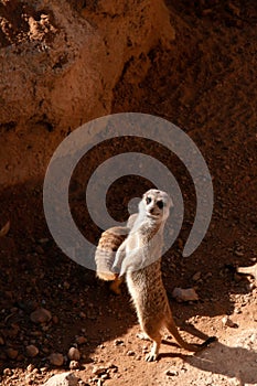 African Meerkat in Valencia Bioparc zoo, Spain photo