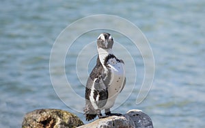 A small African penguin, Spheniscus demersus, is standing on a rock