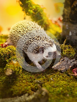 Small african pygmy hedgehog