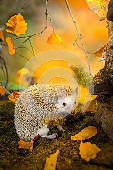 Small african pygmy hedgehog