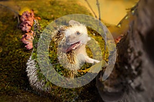 Small african pygmy hedgehog