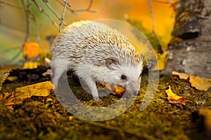 Small african pygmy hedgehog