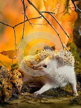 Small african pygmy hedgehog