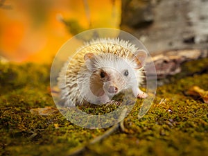 Small african pygmy hedgehog