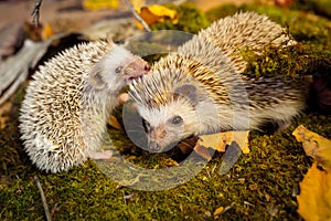 Small african pygmy hedgehogs