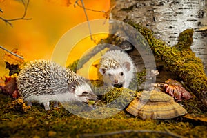 Small african pygmy hedgehogs