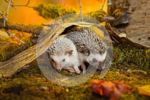 Small african pygmy hedgehogs