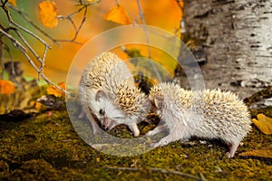 Small african pygmy hedgehogs