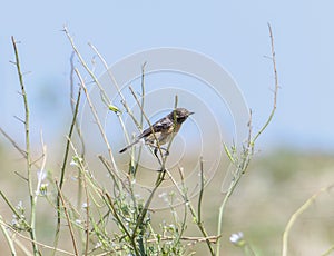 A small African Stonechat Saxicola torquatus in South Africa perched on top of a tree photo