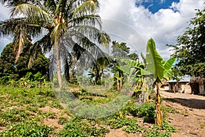 Small African village on Pemba Island, Tanzania, with banana trees, palm trees, small vegetable patch