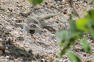 Small Agamidae Lizard in Sand Near Shoreline of Lake