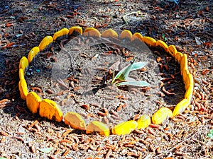 A small agave grows on the ground fenced with painted yellow pebbles amidst fallen leaves and cones