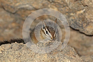 Cliff Chipmunk Neotamias dorsalis in Arizona photo