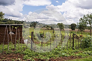 Small agricultural holding, Nandi Hills, Kenya.
