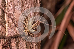 Small Airplant Bromeliad Plant