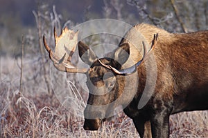 Small Alaska Bull Moose