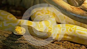 Small Albino Ball Python