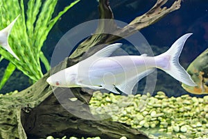 Small albinos shark