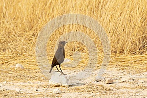 Female Ant-eating Chat on a Rock