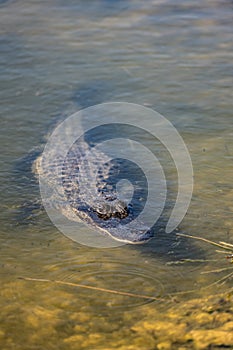Small Alligator Floats in Clear Water