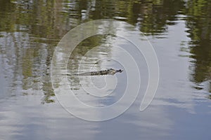 The small alligator makes its way to the opposite bank looking for prey