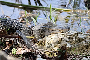 Small alligator rest on the rocks next to the lake in Florida.