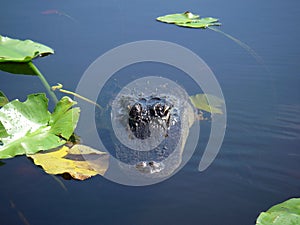 Small alligator swimming in the Florida Everglades