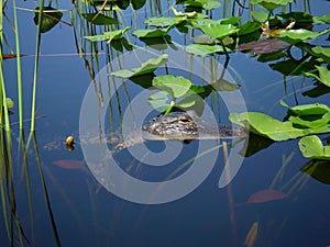 Small alligator swimming in the Florida Everglades