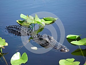 Small alligator swimming in the Florida Everglades