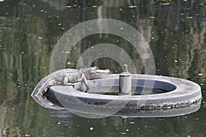 A small alligator takes its place in a retention pond and enjoys the infrastructure