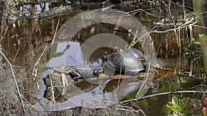 Small Alligator and Turtles Resting in Wetlands.
