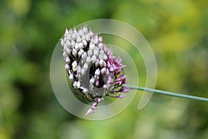 Piccolo O ornamentale cipolla in giro fiore Testa tranquillo da molti da chiuso stella a forma di bianco un la luce viola fiori 