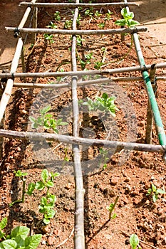 A small allotment garden