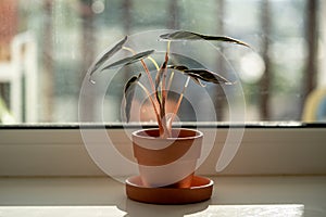 Small Alocasia Bambino plant in clay pot on windowsill at home. Elephants ear plant