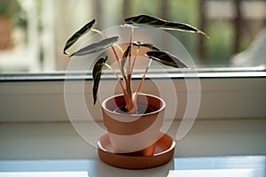 Small Alocasia Bambino plant in clay pot on windowsill at home. Elephants ear plant